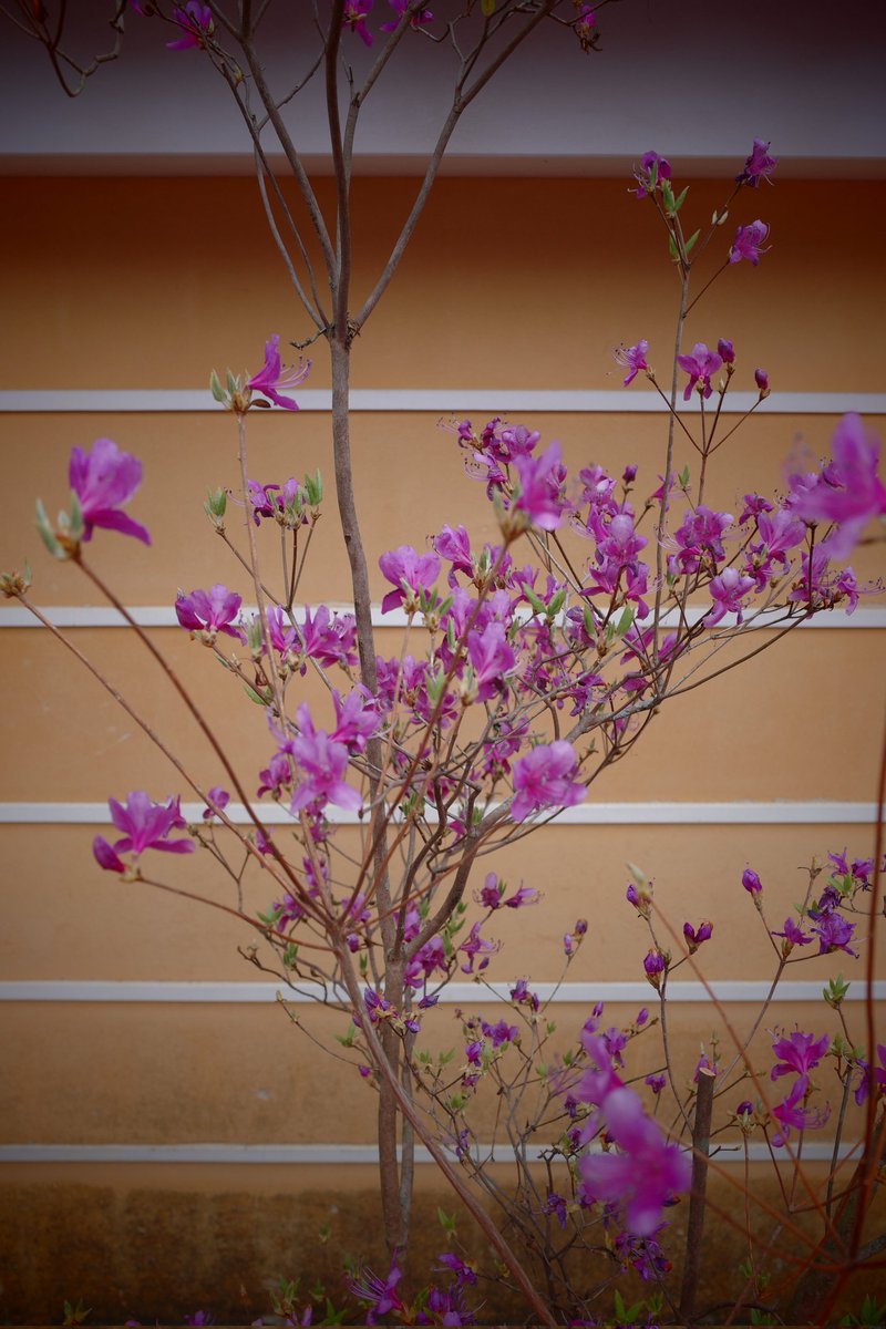 wao_camera's tweet image. ミツバツツジかな

GRⅣ
#GR4 #SnapShot