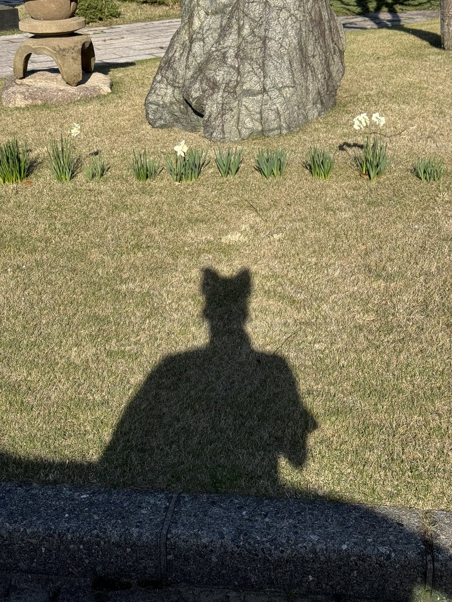 犀藤菜穂 🐑 Saito Naho tweet media