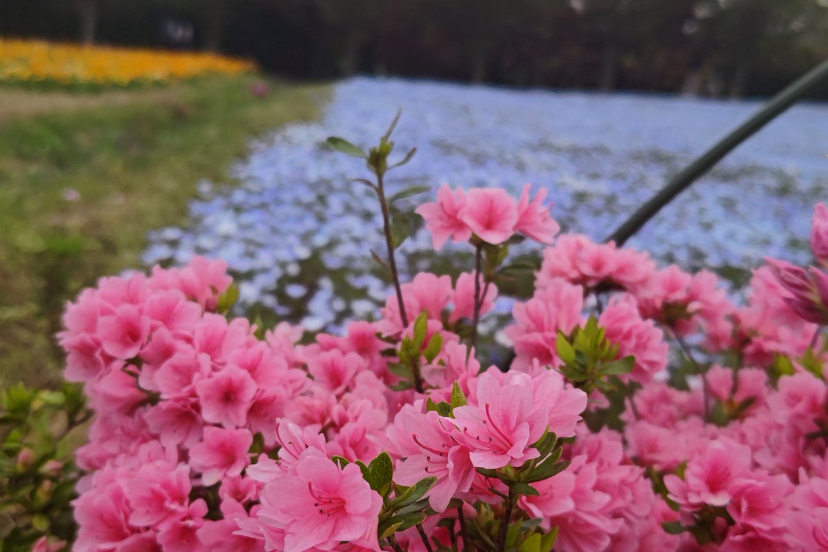 梅桃桜桃 tweet media