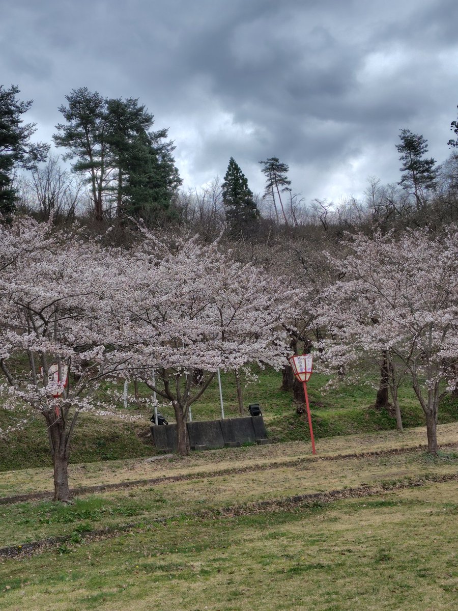 oomnoww's tweet photo. 前森公園　桜咲いてた！
カタクリも咲いてた！ https://t.co/t4sbkh3lsm