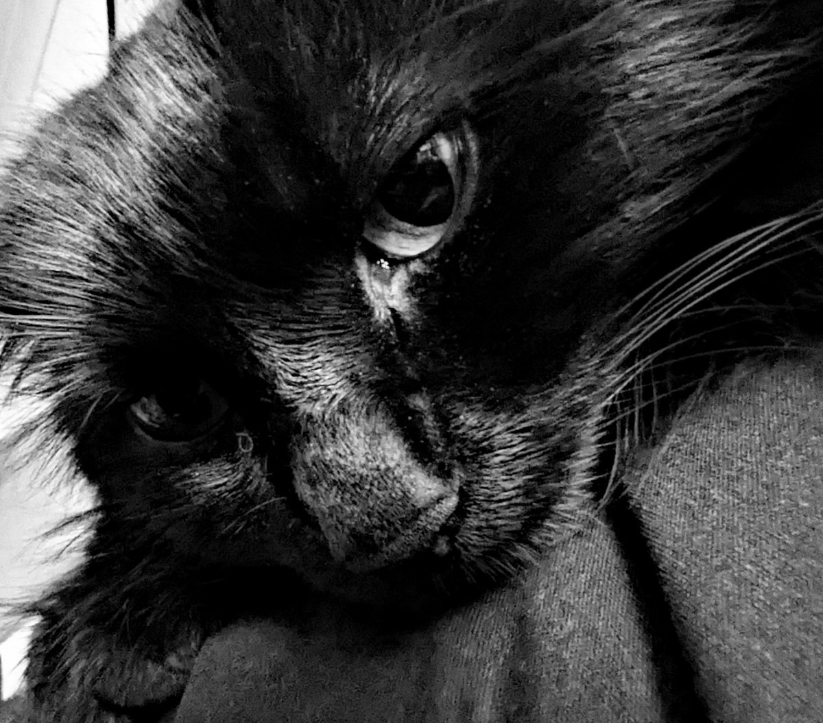 cozwoz2010's tweet image. 12/4/26 - lazy Sundays... #photoaday #photochallenge #project365 #cats #blackcats