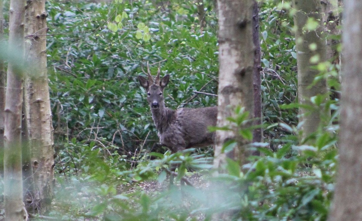 RoeDeerDiary's tweet image. Good morning sir 😍 🦌

Kirk snapped on my phone 8.25am

#roe #deer #RoeDeerDiary #roedeer #BBCSpringwatch #wildlife #trailcameras #roebuck