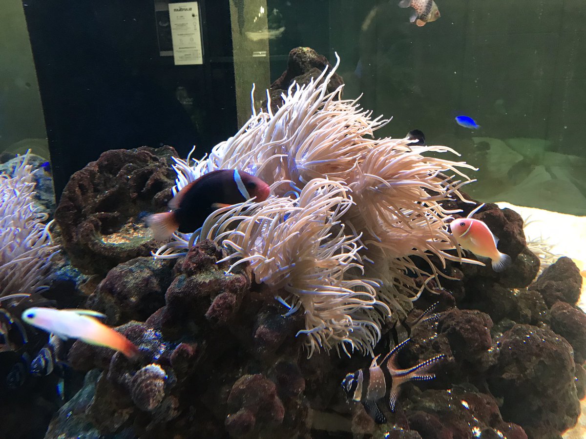 やっぱり夏は、わき毛真拳 tweet media