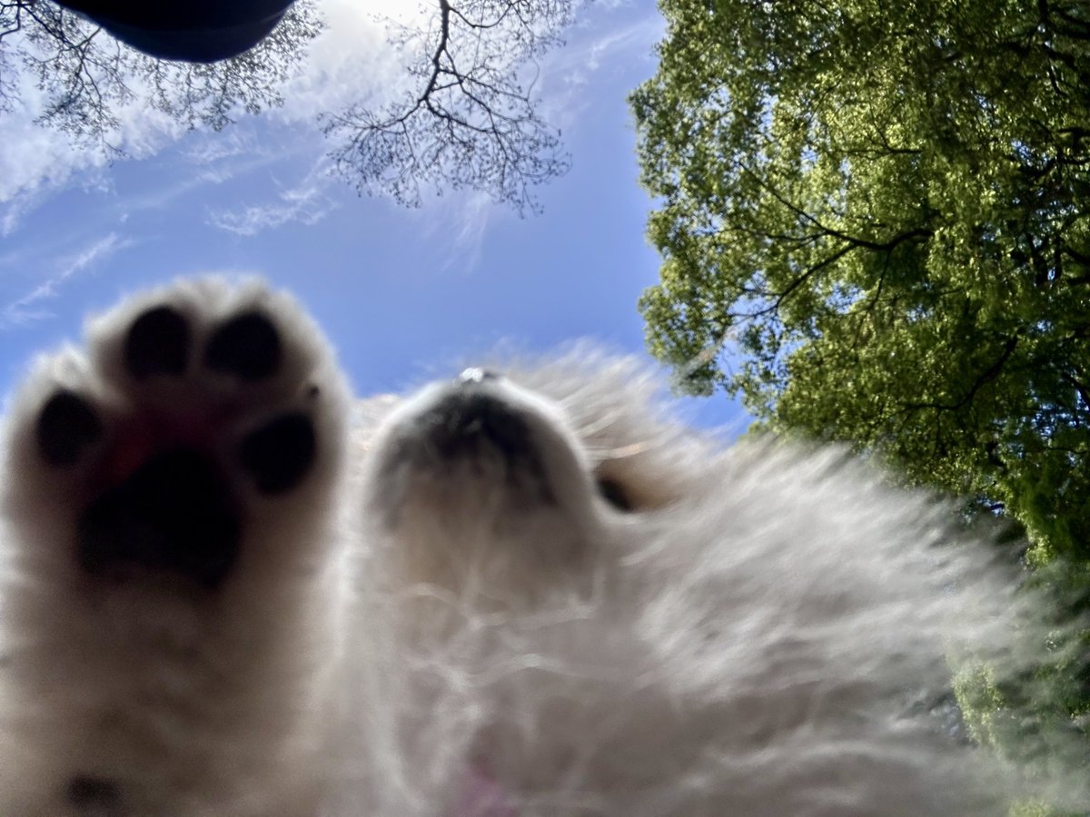 ポメのまりも(にゃーん) tweet media