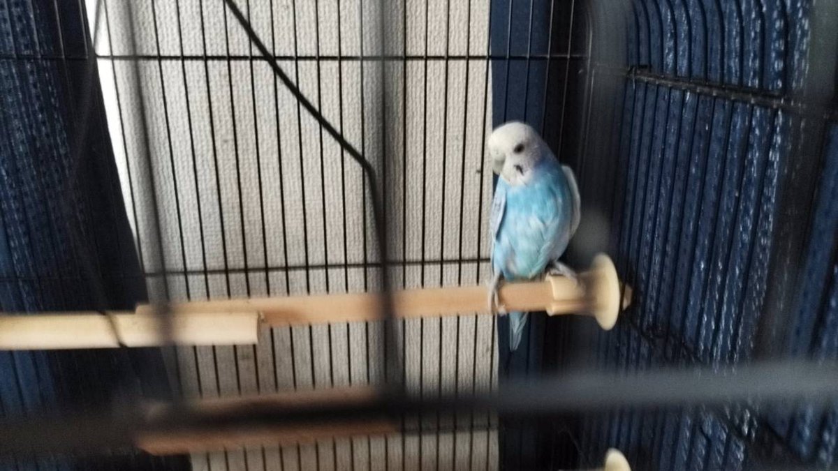 matitansuko's tweet photo. 父親にうざ絡みされたみたいです

#セキセイインコ
#セキセイインコのいる暮らし https://t.co/mByz0lKKMi
