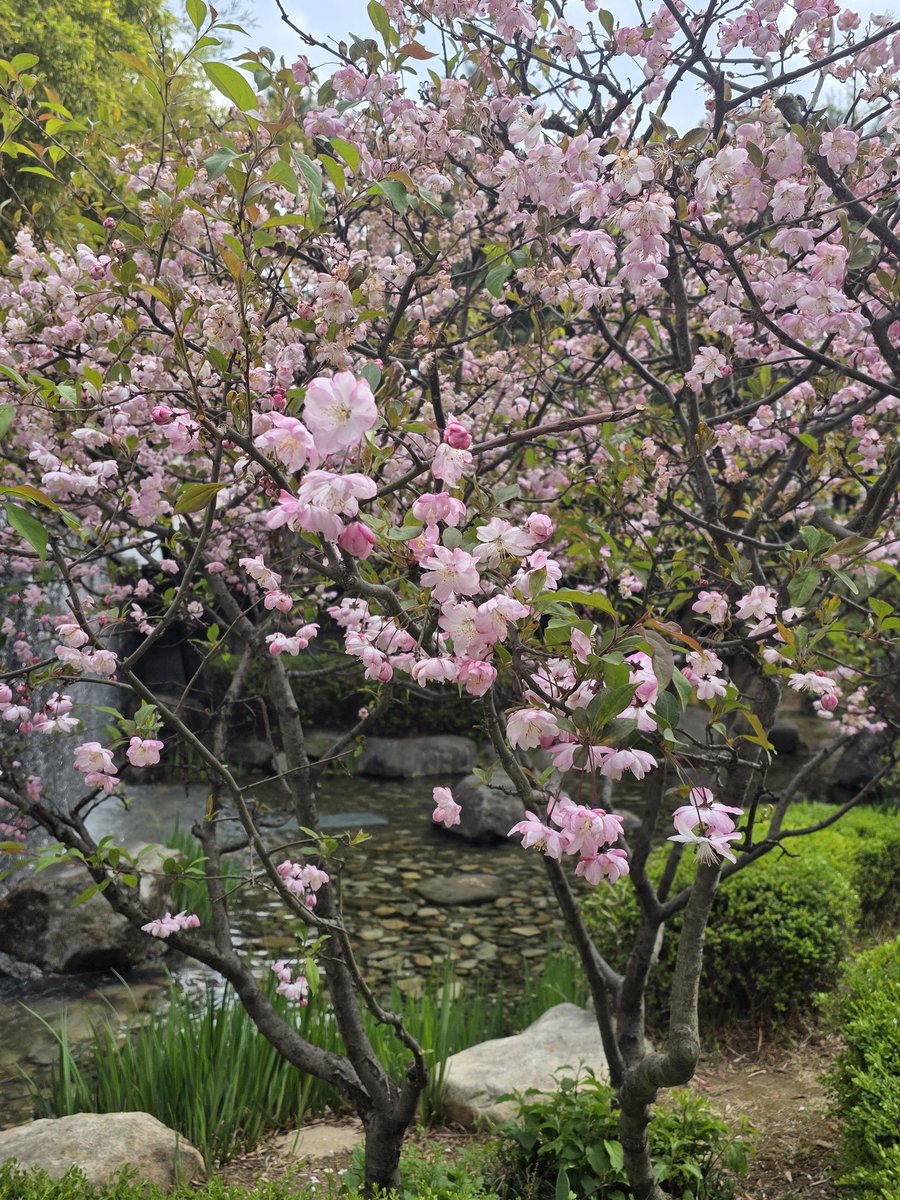hanbokgarden's tweet photo. 나두 자만추 했다 서부해당화 https://t.co/1P2qTTFrTx