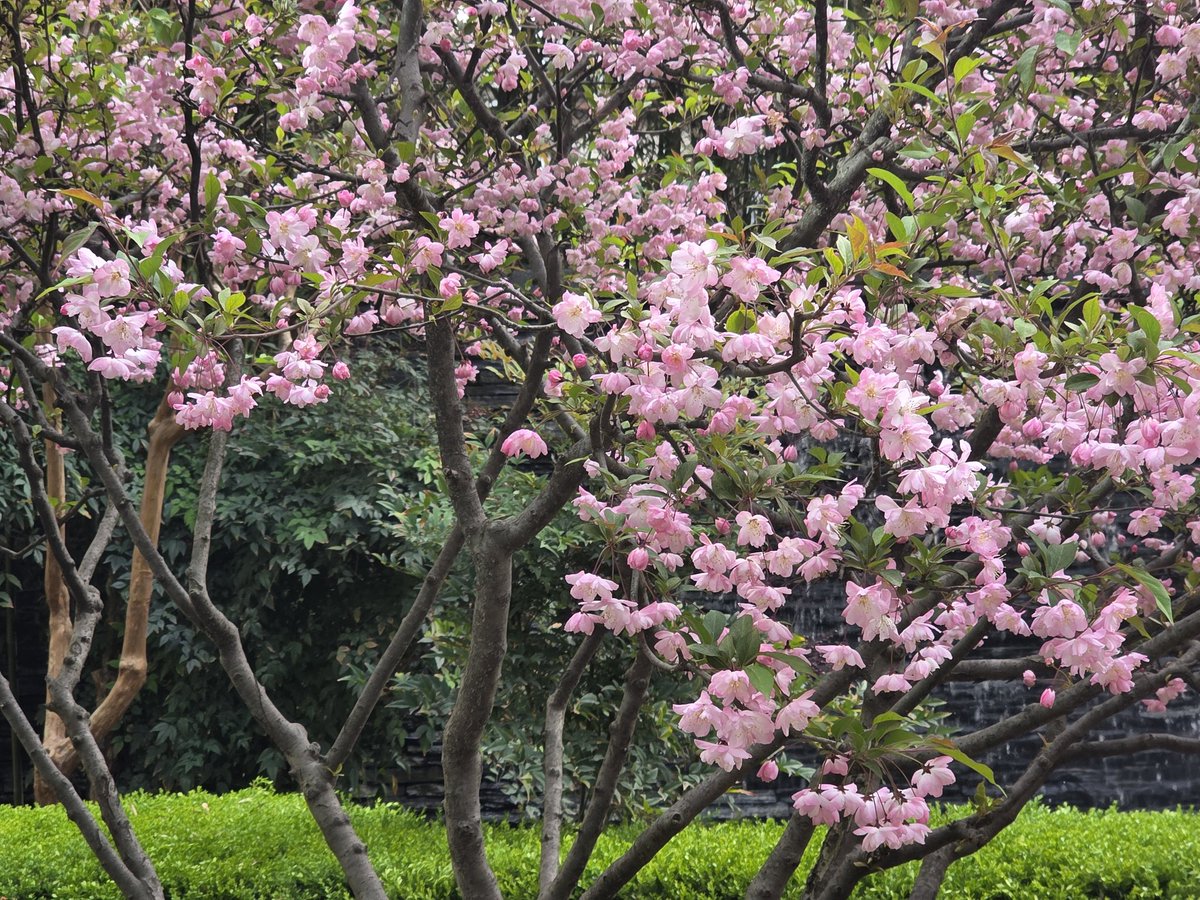 hanbokgarden's tweet photo. 나두 자만추 했다 서부해당화 https://t.co/1P2qTTFrTx