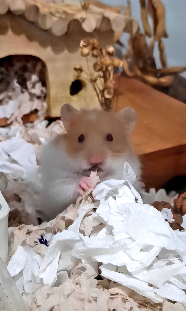 Tiny Bila 🐹 | Small Pet Care tweet media