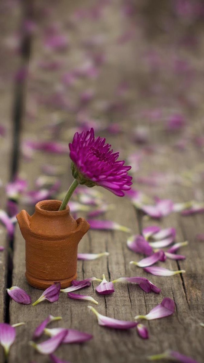 بسمة أمل tweet media