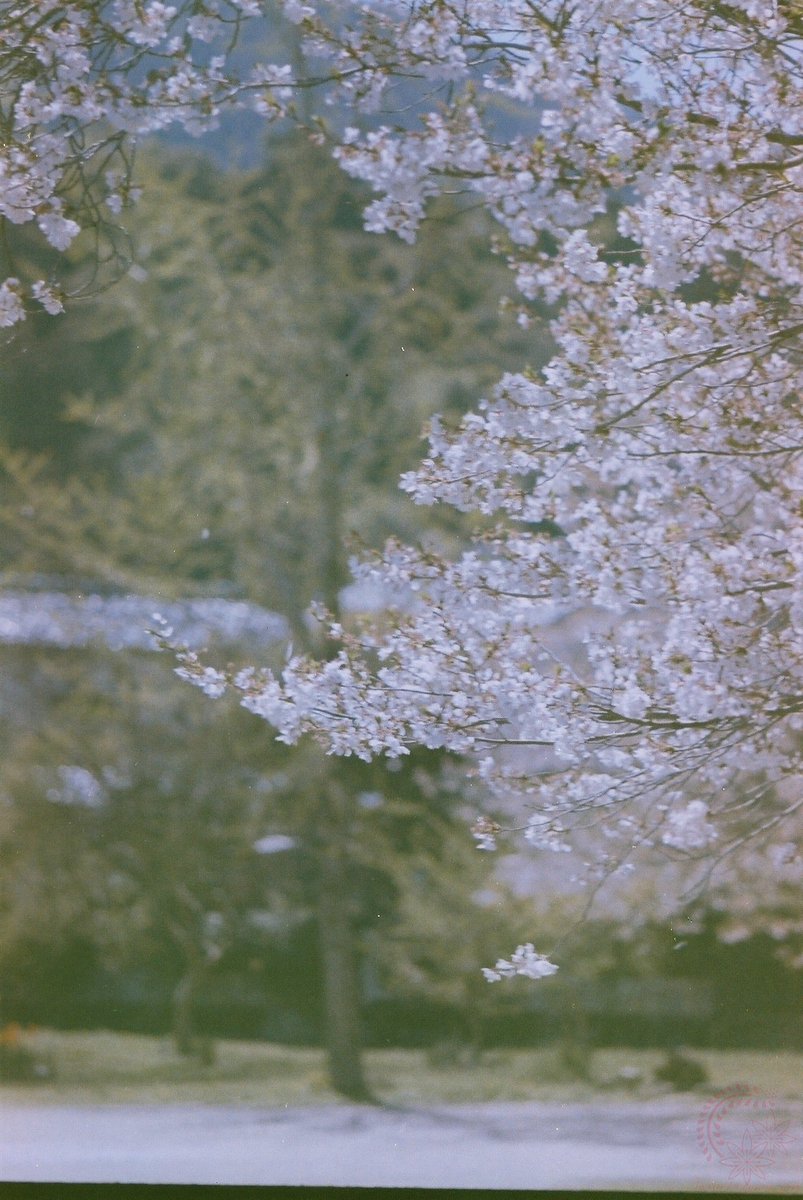 kyoto_suki's tweet photo. カメラのキタムラから現像が上がってきた。悪くないッス
1991年10月 #期限切れフィルム FijiFilm #業務用100 を2段落としてをISO25で試し撮り。
#COSINA #CT1EX Asahi Opt. Co. #SuperTakmar50mm F1.4 #SuperTakmar28mm F3.5 #SuperMultiCoatedTakmar150mm F4 #film FijiFilm #業務用100 https://t.co/UlghQ0357S
