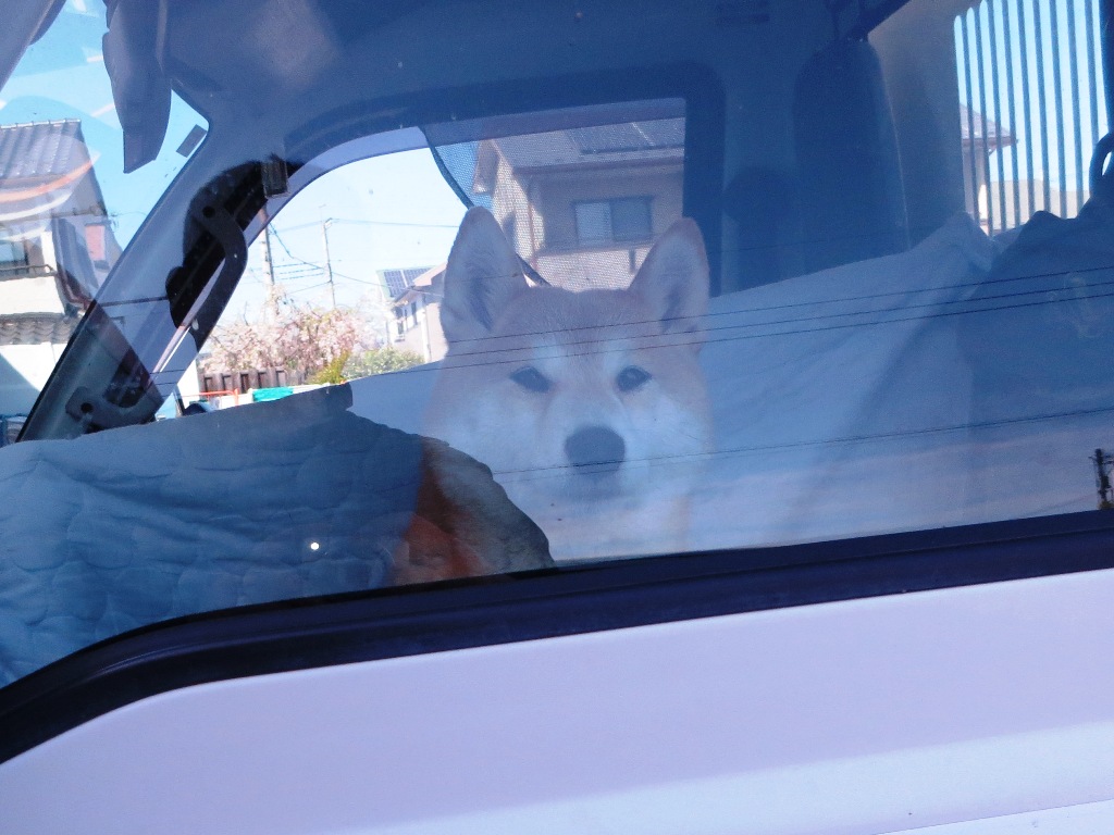 sun29san's tweet photo. 柴犬沙羅夕散歩、同い年の軽トラックで行こう８才。ウー　シタアゴモミモミ好きなんねーとろけてしまうー(・∀・)ｲー、着いたら牡丹咲いてたんね。 https://t.co/Y1mFk4tJ5B