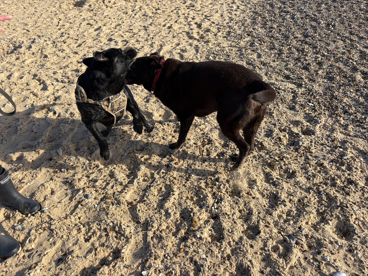 Becks and Charlie Brown tweet media