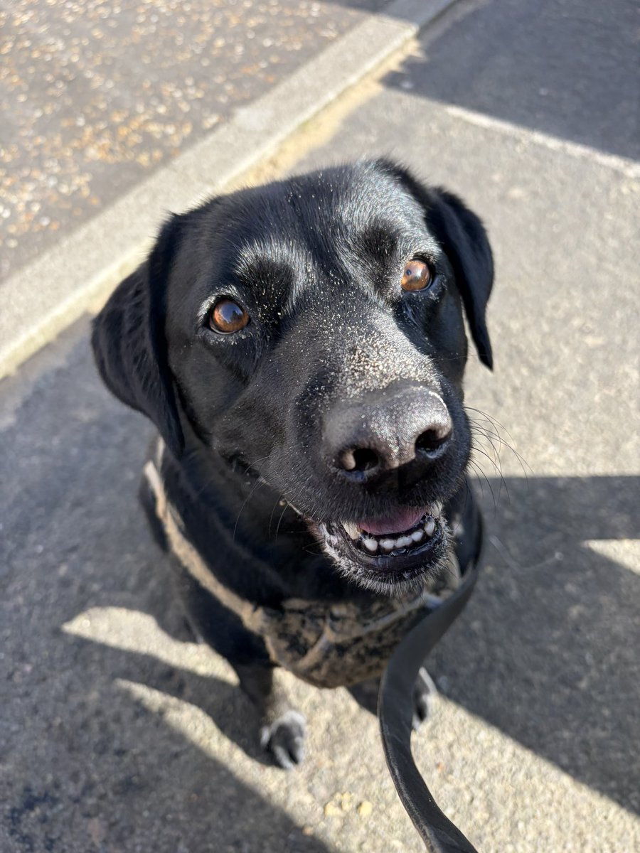 Becks and Charlie Brown tweet media