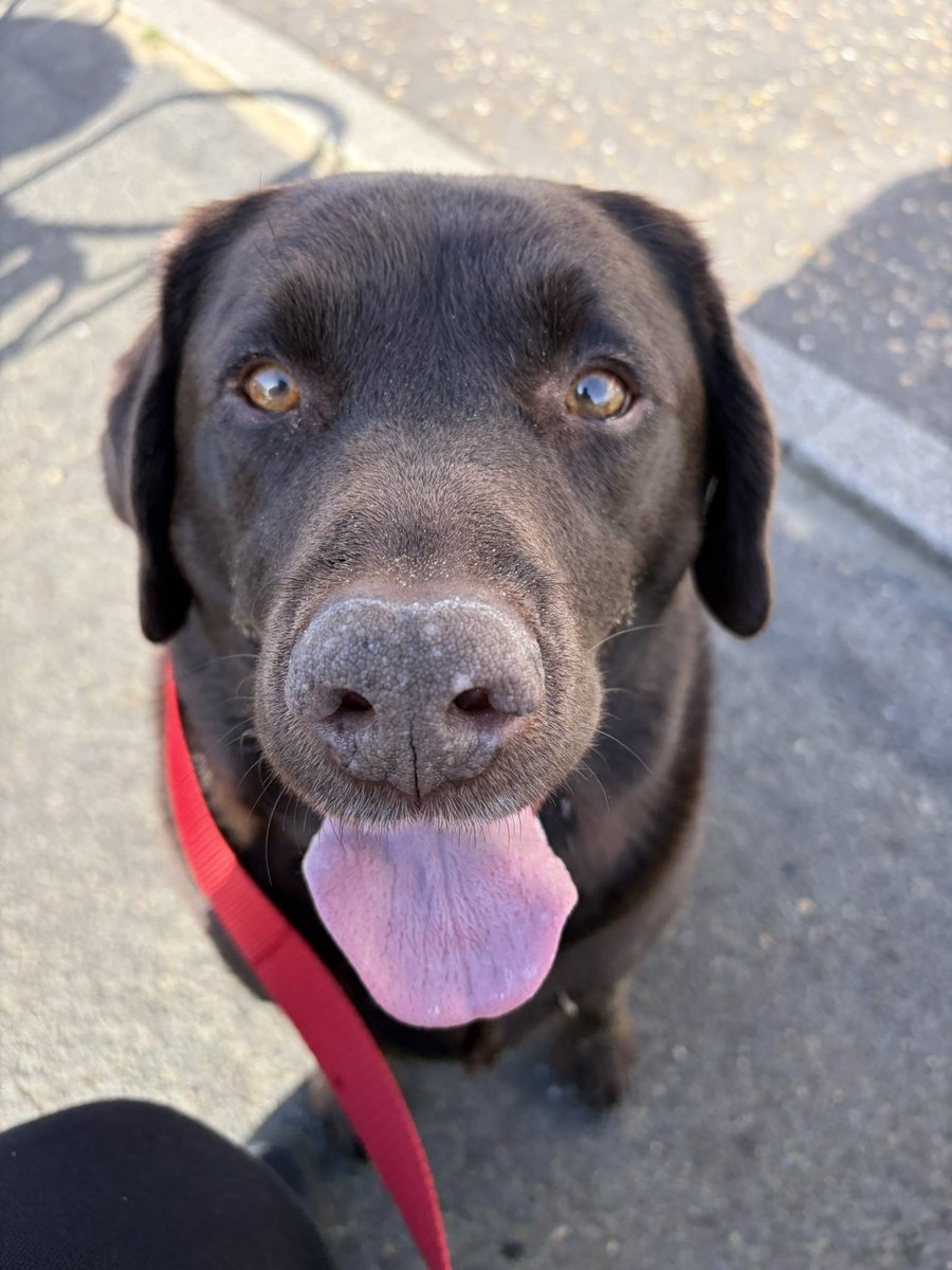 Becks and Charlie Brown tweet media