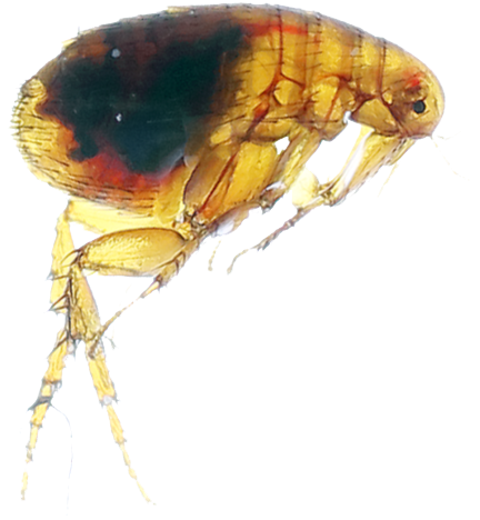 European Research Council (ERC) tweet media