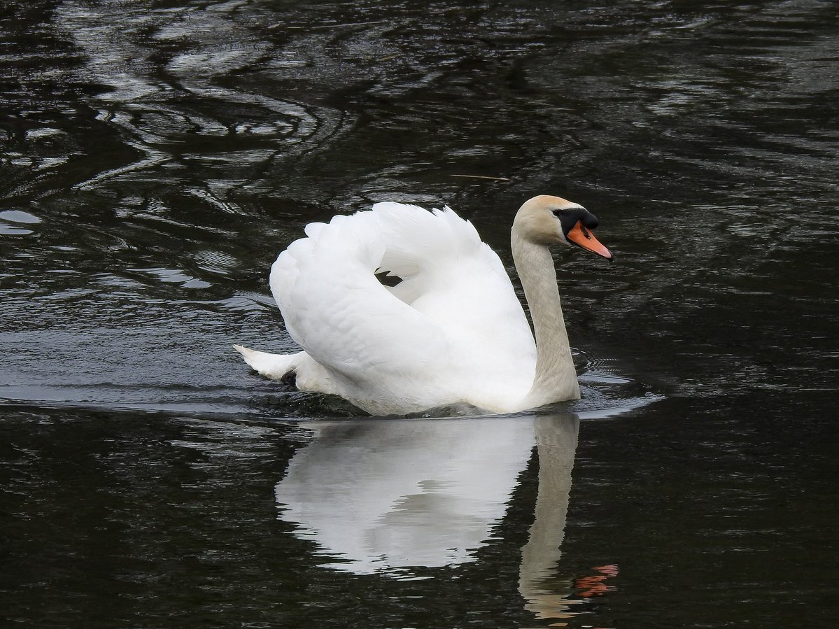 John Ord tweet media