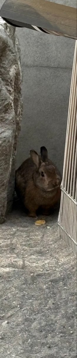 【公式】TCA東京ECO動物海洋専門学校 tweet media