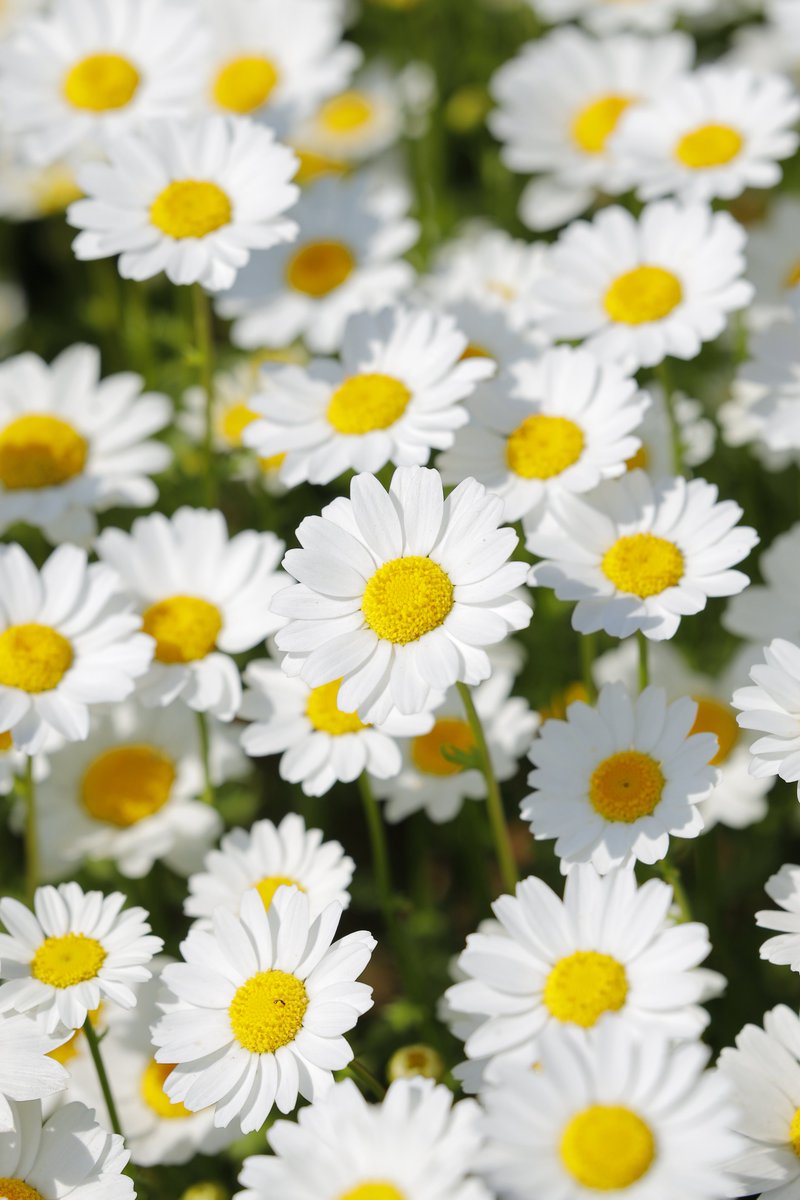 えりー tweet media