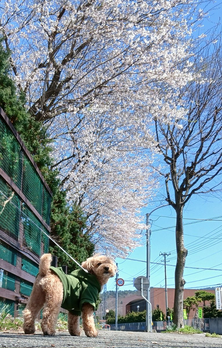 coco5566toi's tweet photo. 桜満開、ポカポカです☀️
#トイプードル
#散歩
#桜 https://t.co/fsr6leCFTd