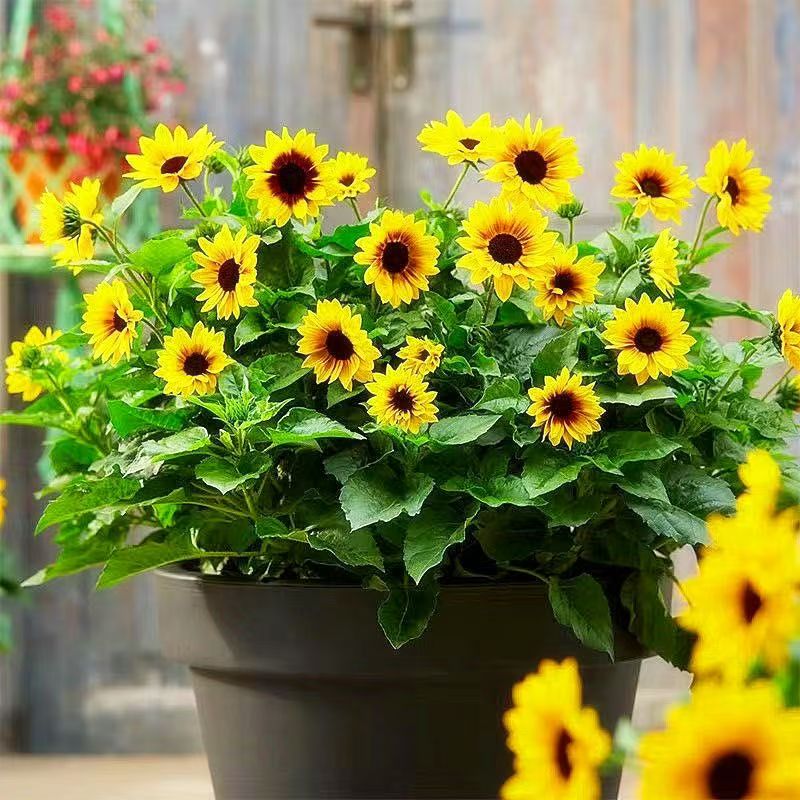 K哥视角 tweet media