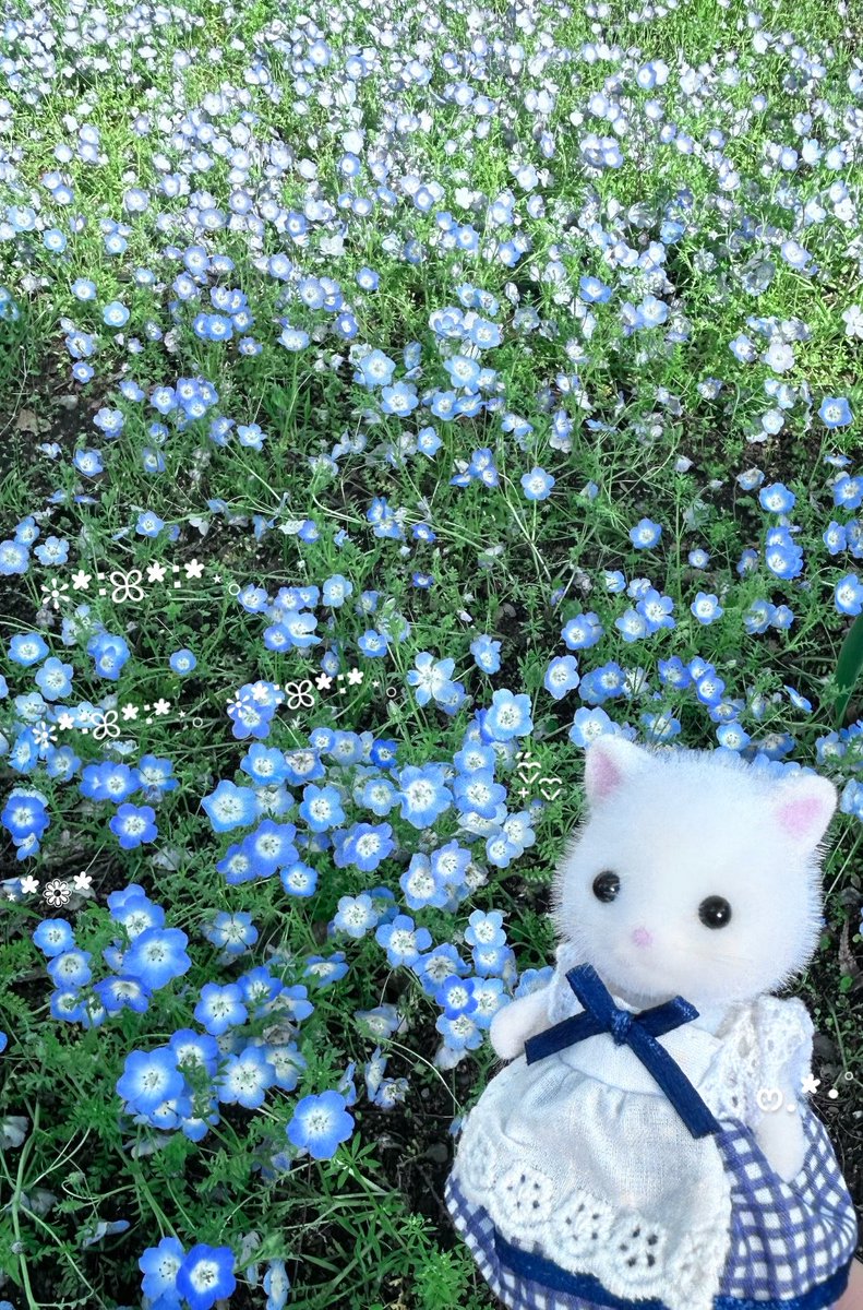 cafelatte_b_'s tweet photo. 初めてのネモフィラ ⟡.· https://t.co/6ulrT4w7UD