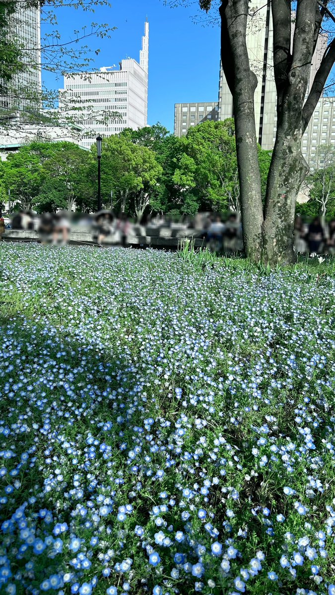 cafelatte_b_'s tweet photo. 初めてのネモフィラ ⟡.· https://t.co/6ulrT4w7UD