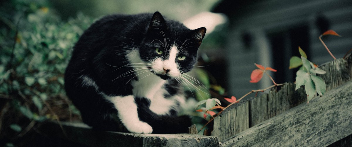 Rat Beef tweet media