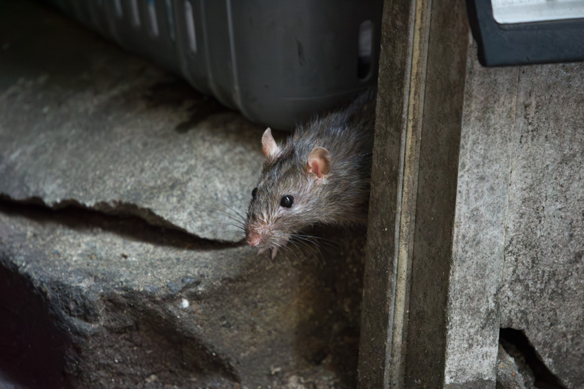 原啓義@街ネズミ写真家 tweet media