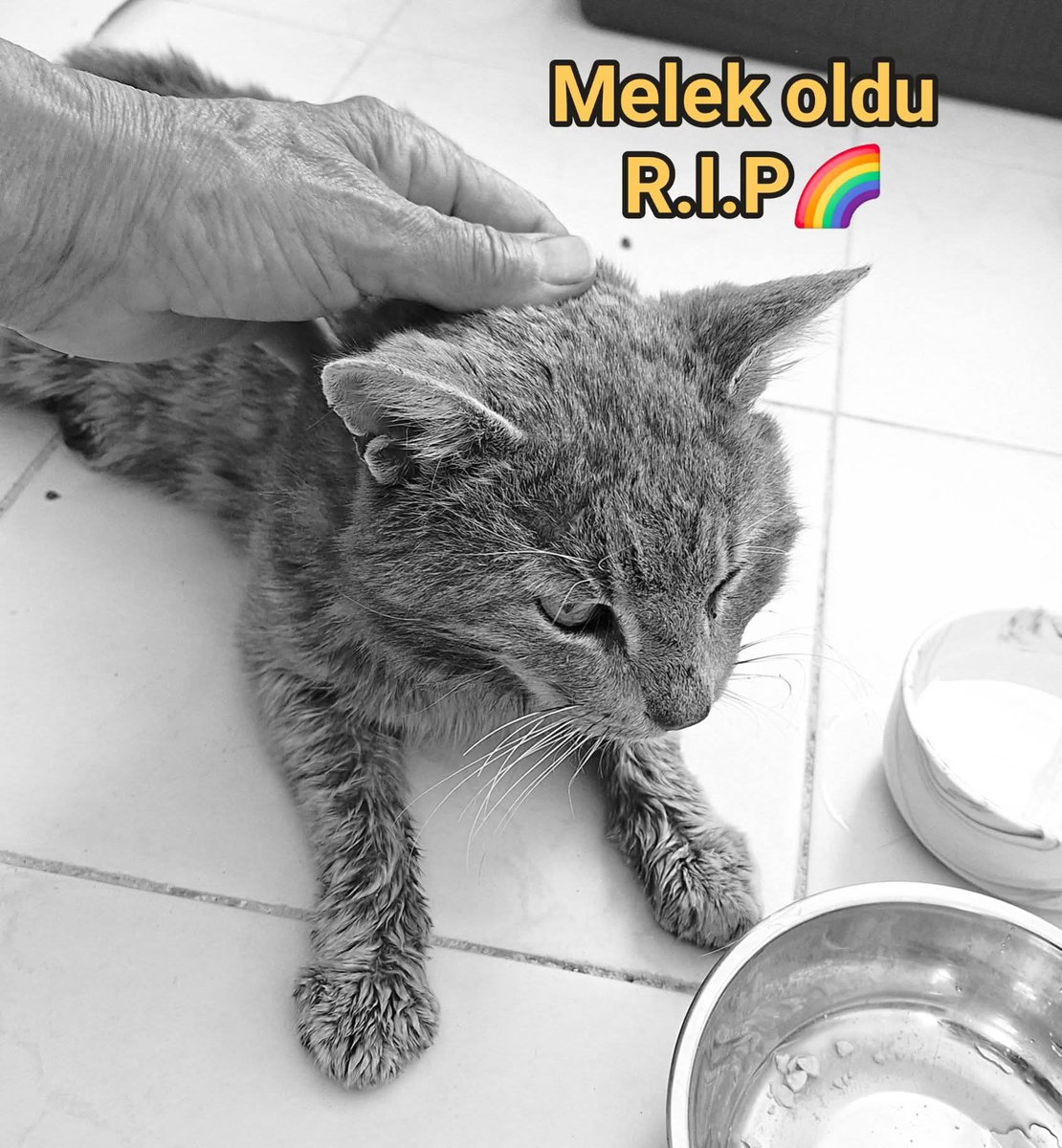 fipmisha's tweet photo. Cuma günü kapıma gelen can melek olup göçtü bu dünyadan.
Gittiği yerde mutlu olması dileğimle.
Güle güle git duman kedi💔 https://t.co/IER0evjQ4F