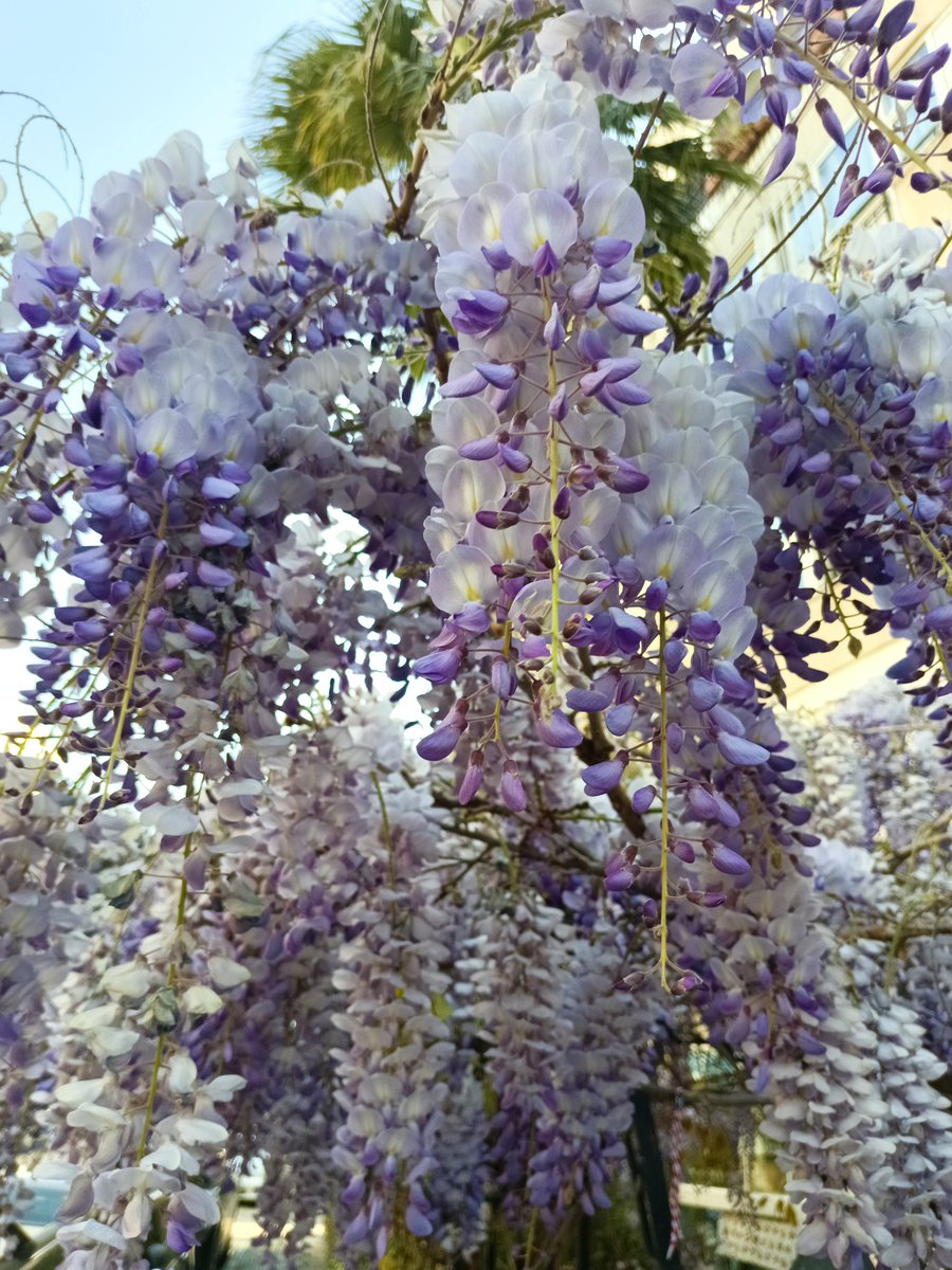 demet iskeçeli tweet media