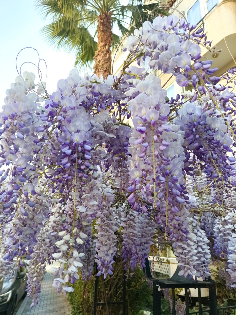 demet iskeçeli tweet media