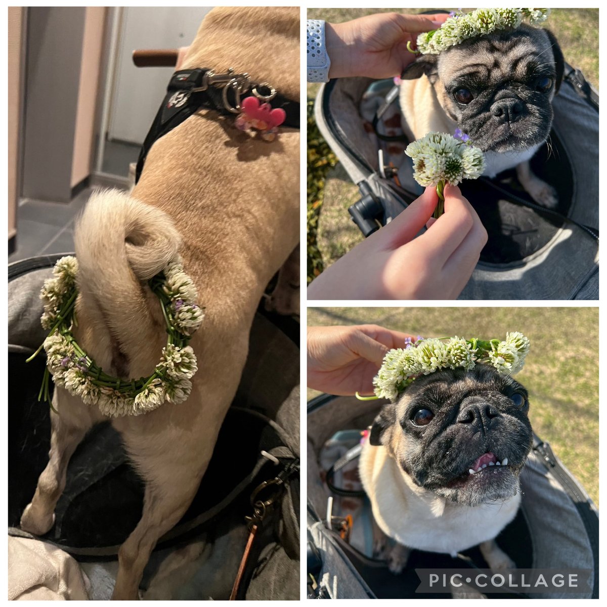 komi0224's tweet photo. 今日はピクニック日和で、ガハガハしながらお散歩を満喫。お花の妖精にも出会えました！ https://t.co/izAppVyQ1E
