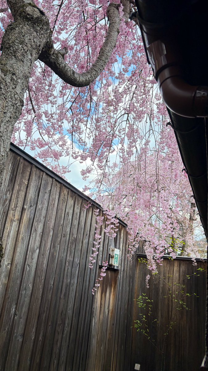 AYanagiSun's tweet photo. 今週末は旦那の誕生日で、東北へ一泊旅行してきました☺️

部屋から見える枝垂れ桜が満開で、いろいろ最高でした！
食べ&amp;飲み過ぎてしまったので、明日から節制せねば……

でも楽しく祝い酒が飲める幸せを噛みしめています！（先日の面談しだいではヤケ酒になっていたので……😅） https://t.co/qUdxPRziWL