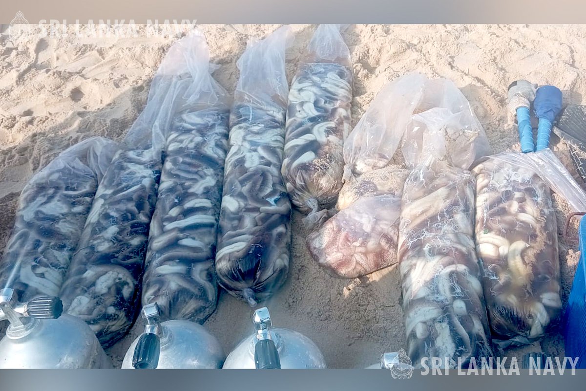 srilanka_navy's tweet photo. In a pre-dawn raid, the @srilanka_navy nabbed 06 suspects harvesting sea cucumbers (939) illegally off Nagar Kovil, Jaffna.
#CoastalSecurity #SriLanka #navyoperations
Read more : https://t.co/ukRtcRZ2Bm https://t.co/pnfktSkVzk