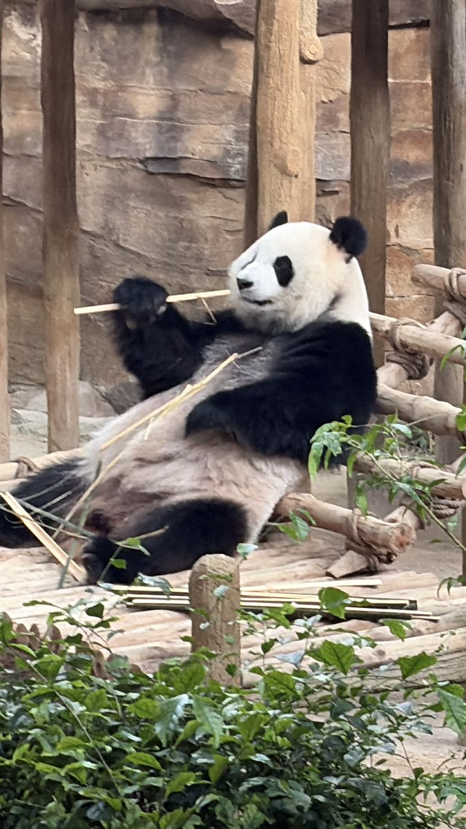 Suni💚🩷マレーシア tweet media