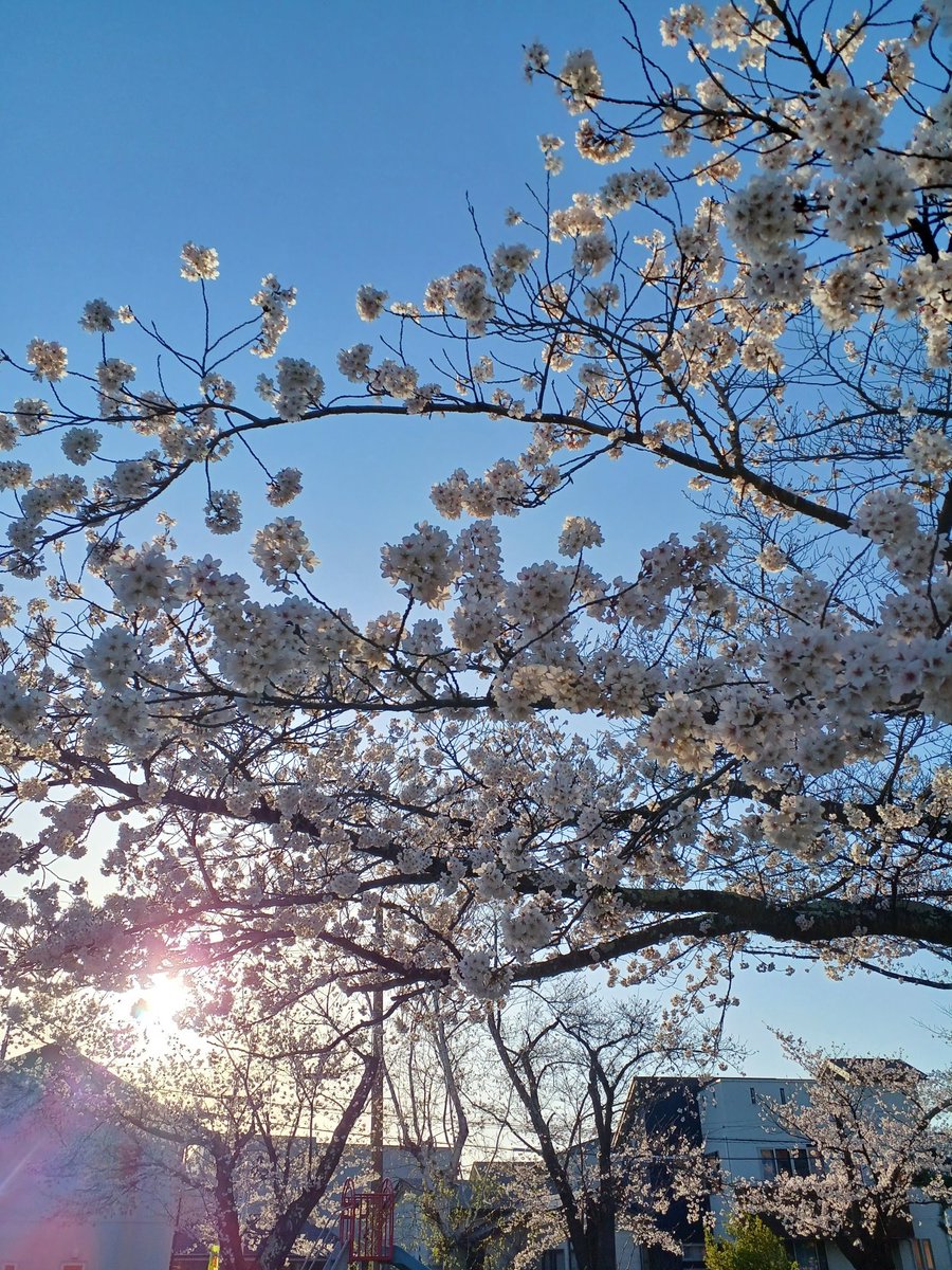TSUGAUN's tweet photo. 西公園🌸 https://t.co/haf8RzwcKM
