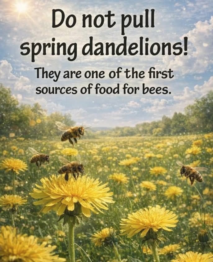 Hedgehog Cabin tweet media