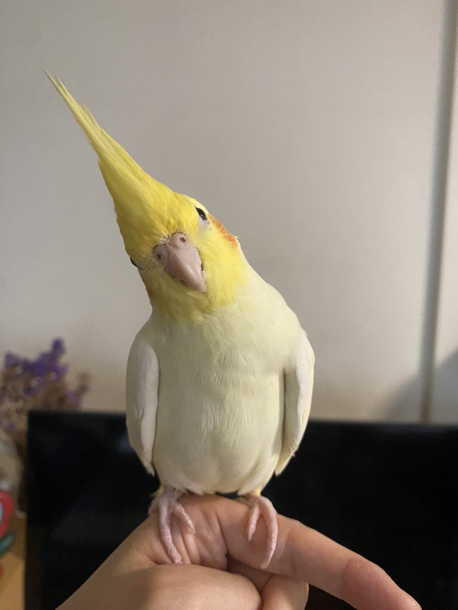 今日もカワウィ