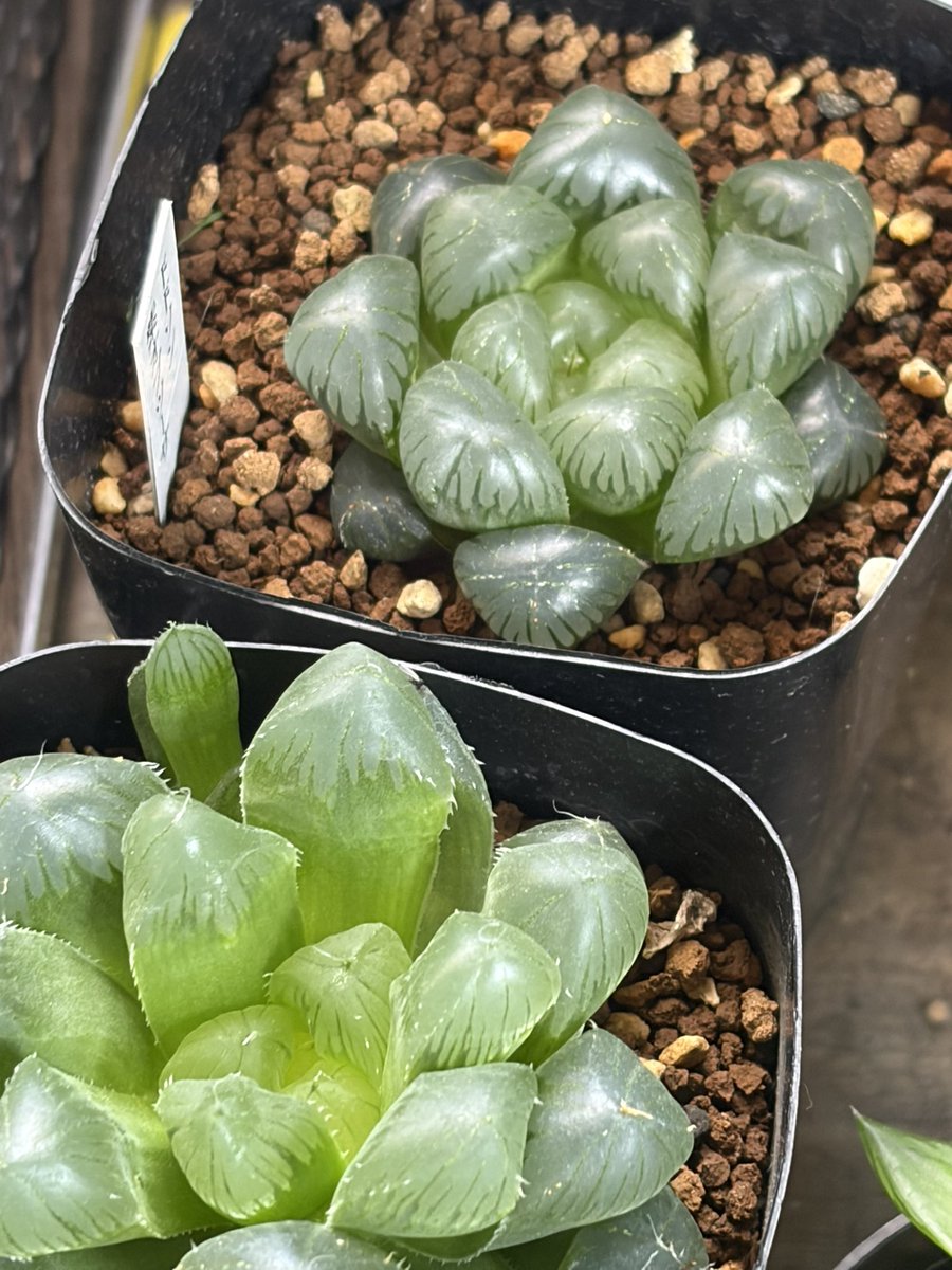 🍖ホルモン🍖 tweet media