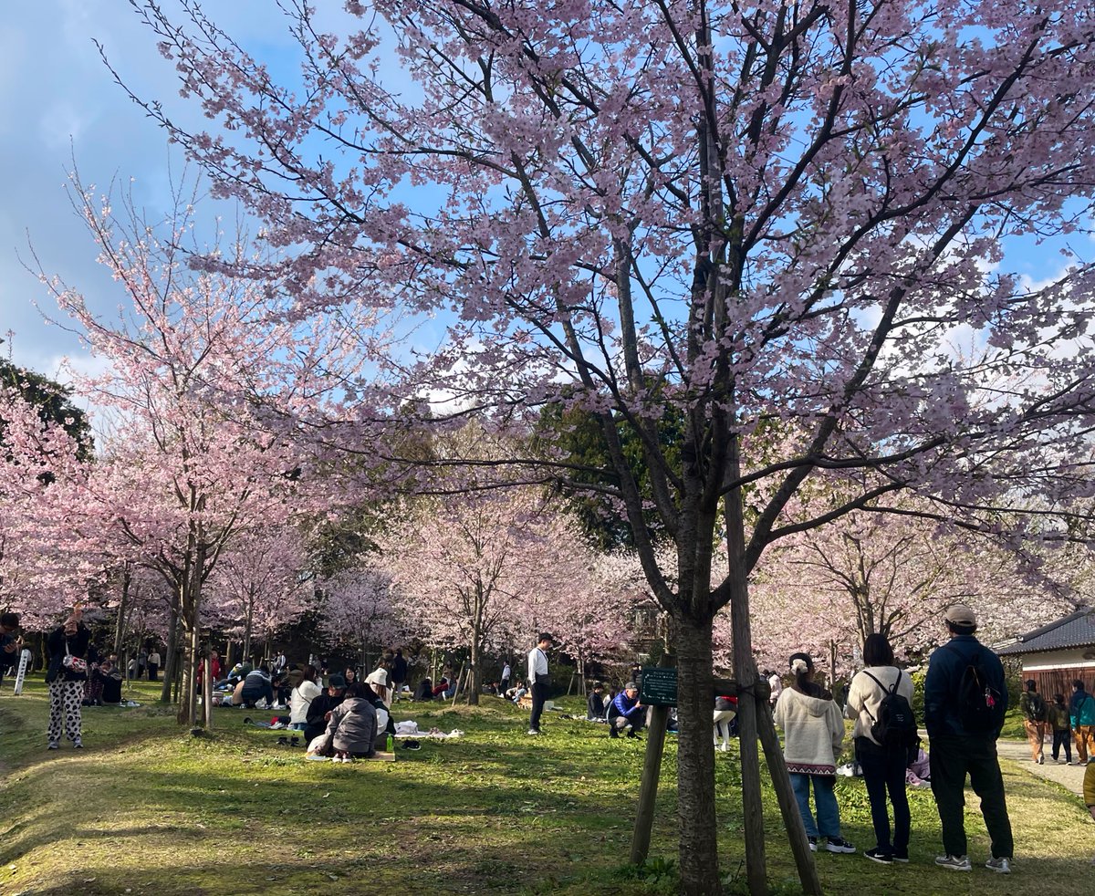 cotone_tohoku's tweet photo. 秋田市 千秋公園桜まつり2026🌸
4月11日（土）～22日（水）

期間中は屋台が約70店舗出店！
今日はお天気に恵まれ、たくさんの花見客で賑わっていました☺️

夜桜ライトアップ
18時から22時まで🌸

#秋田桜開花2026 #千秋公園 #秋田市 https://t.co/OczVx7BI7v
