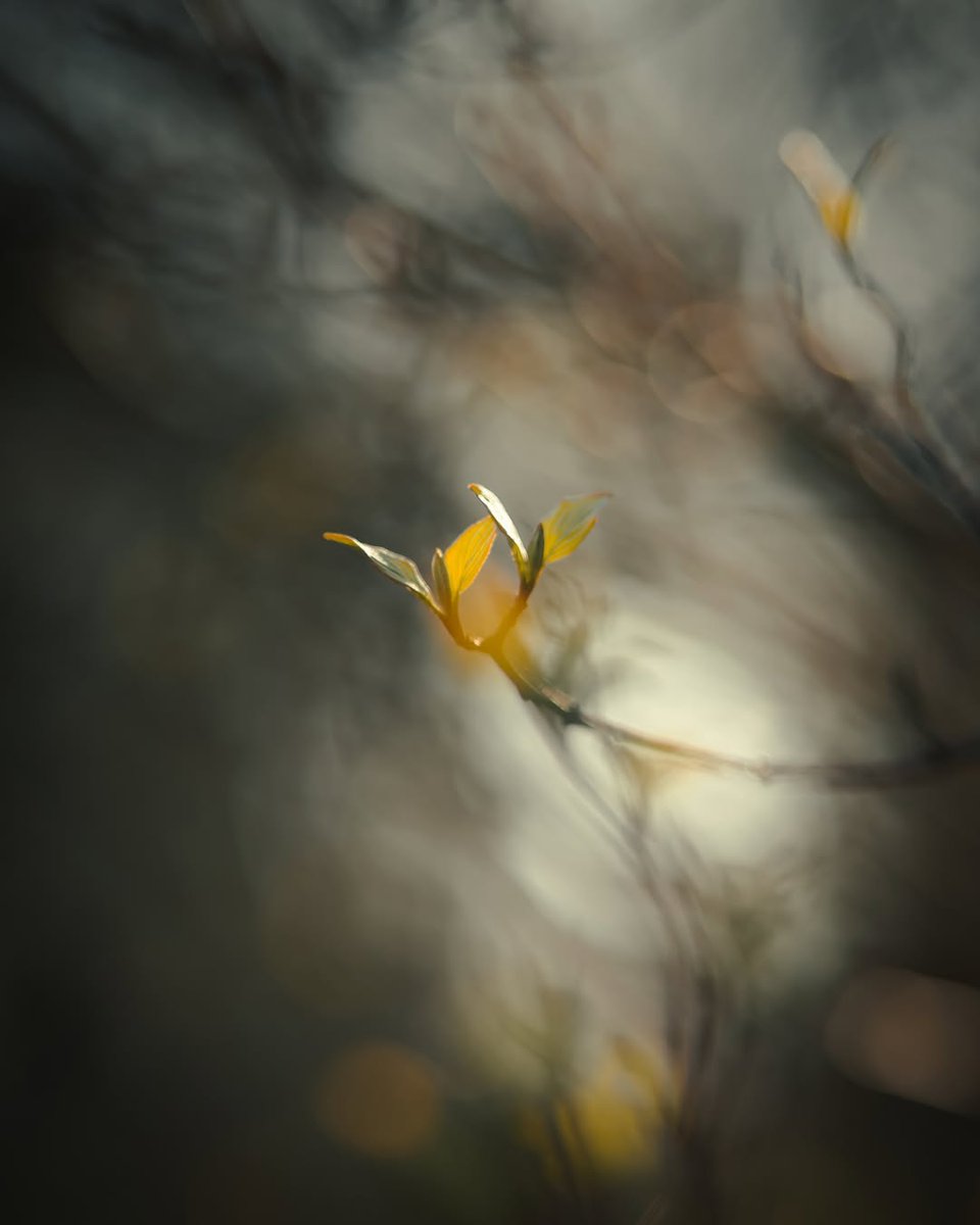 M a e s e 📷 🍦 tweet media