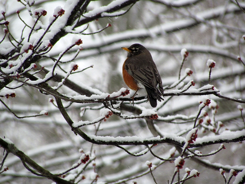 "Therefore all seasons shall be sweet to thee,
Whether the summer clothe the general earth
With greenness, or the redbreast sit and sing
Betwixt the tufts of snow on the bare branch"
