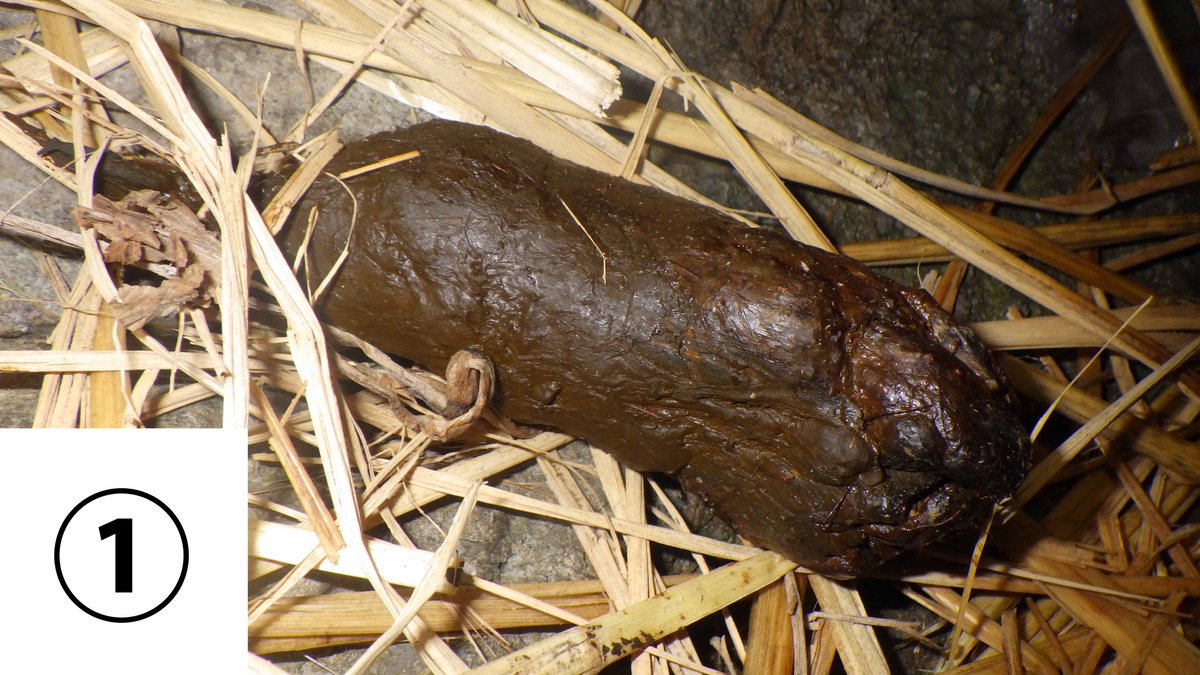 上野動物園［公式］ tweet media