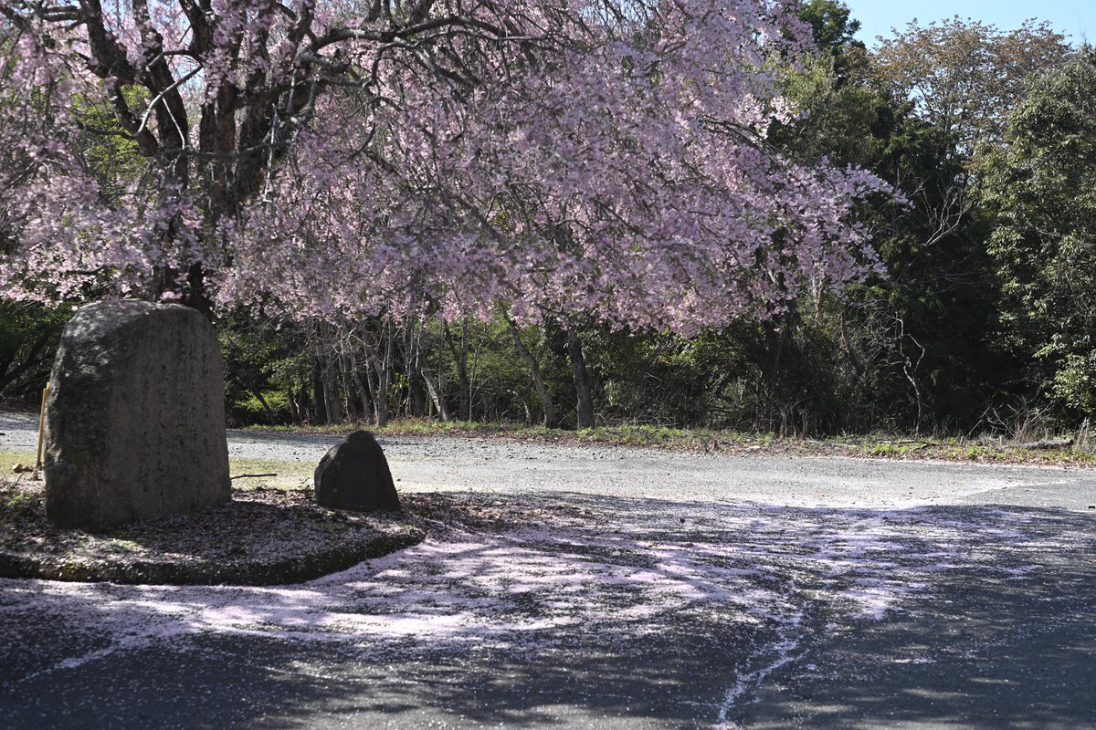 Manche_Heckens's tweet image. Nikon Zf
Auto Takumar 55mm f1.8
#asahipentax #nikonzf