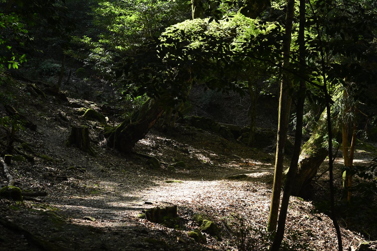 Manche_Heckens's tweet image. Nikon Zf
Auto Takumar 55mm f1.8
#asahipentax #nikonzf