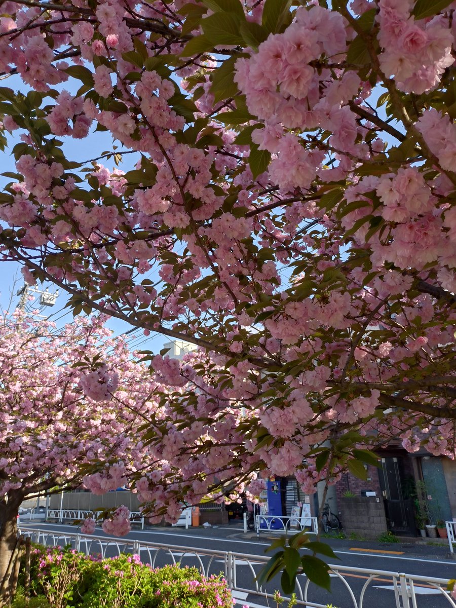 けいてぃー@大爆ﾀﾋ王 tweet media