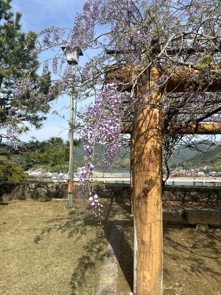 riyong_05's tweet photo. 本屋さんが開くまで第二回花見。
一箇所、遅めに咲く桜があるのは去年学習済み🌸
但し飛ぶいきものたちの活動が活発なので、あまり落ち着けない🐝 https://t.co/UKN8BAzL3Q