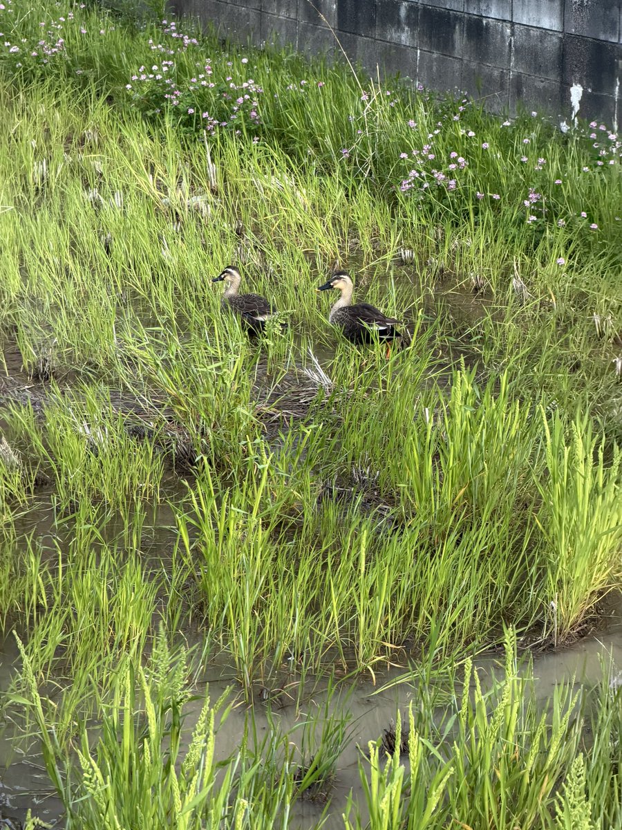 ひんやり梨 tweet media