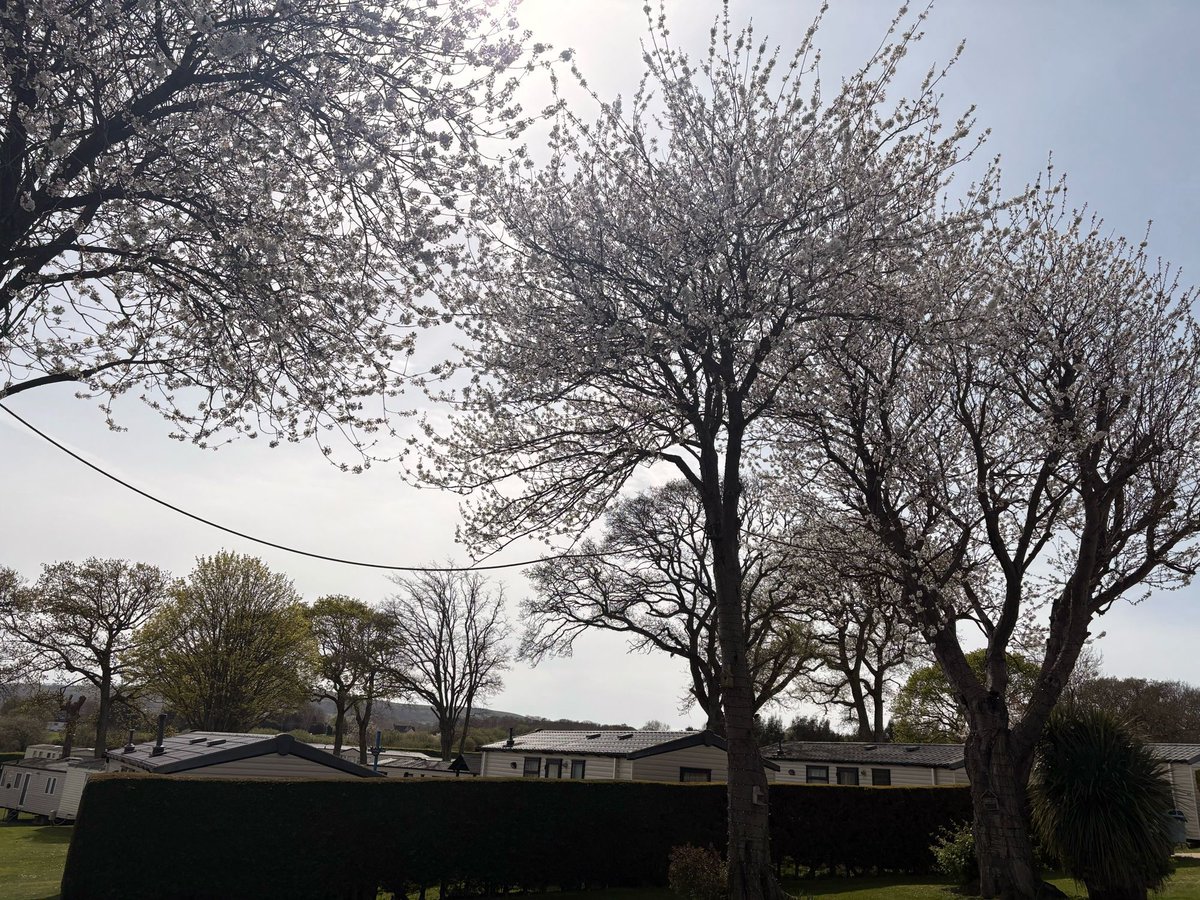 Cheverton Copse tweet media