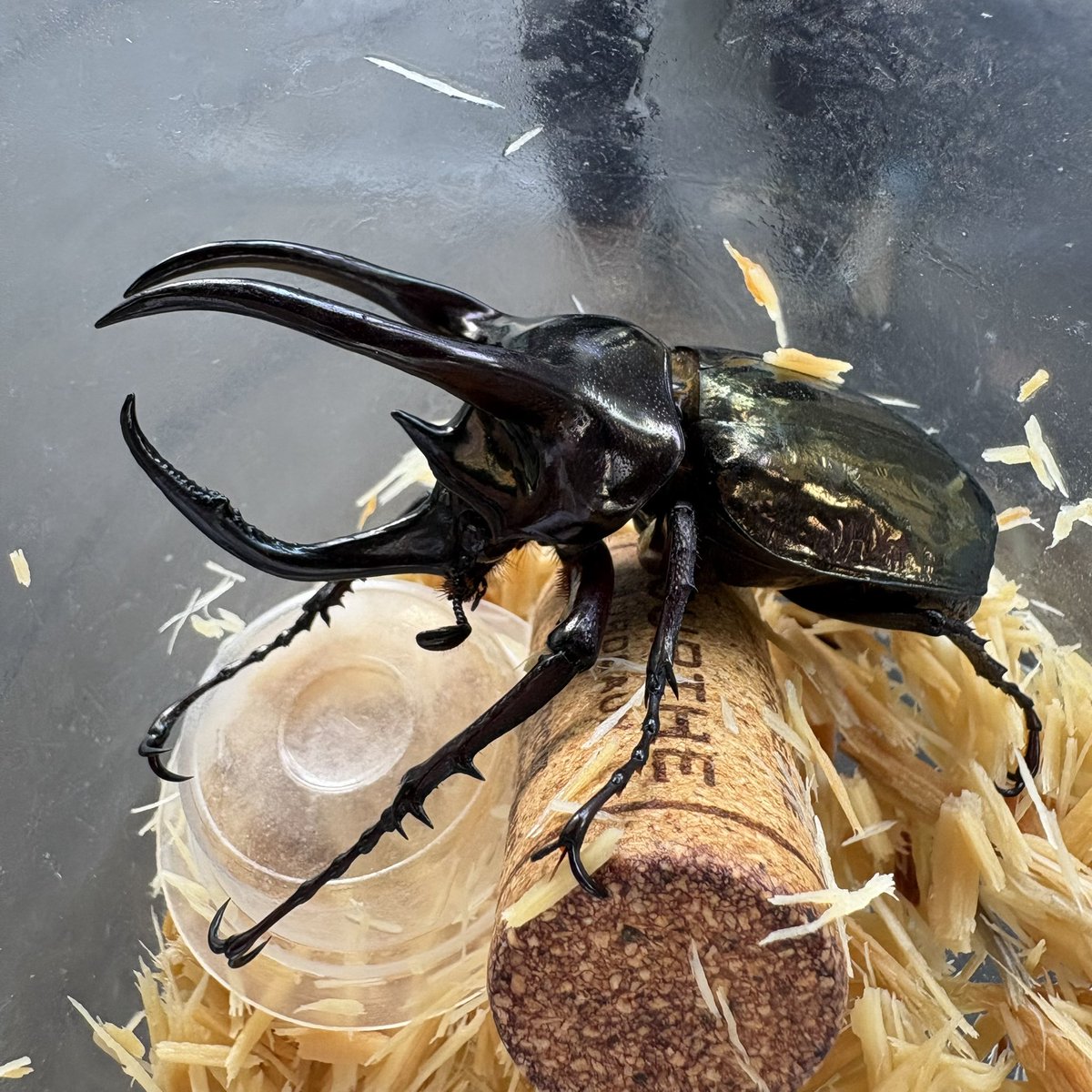 BOOM INSECT tweet media